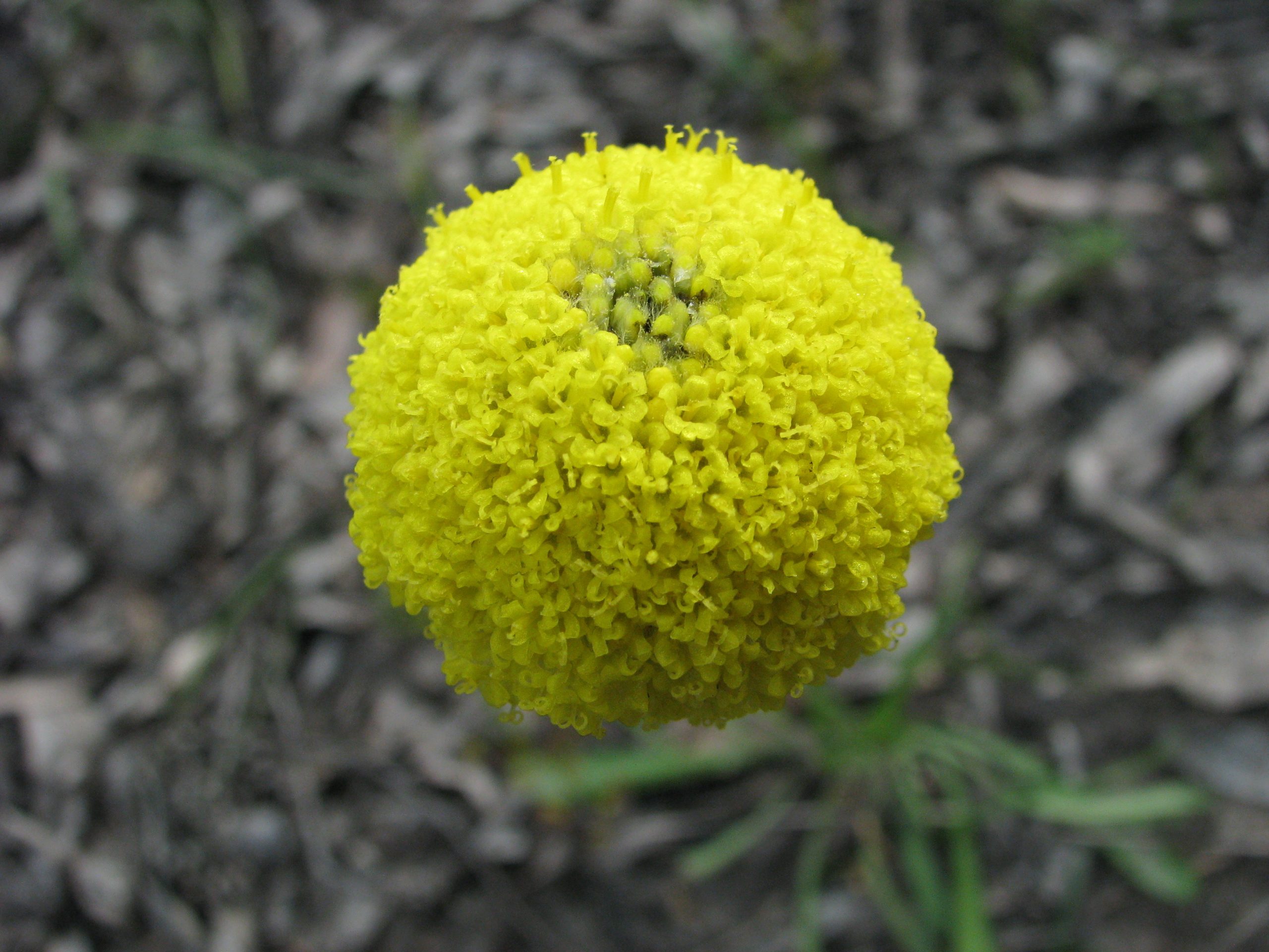 Common Billy Buttons