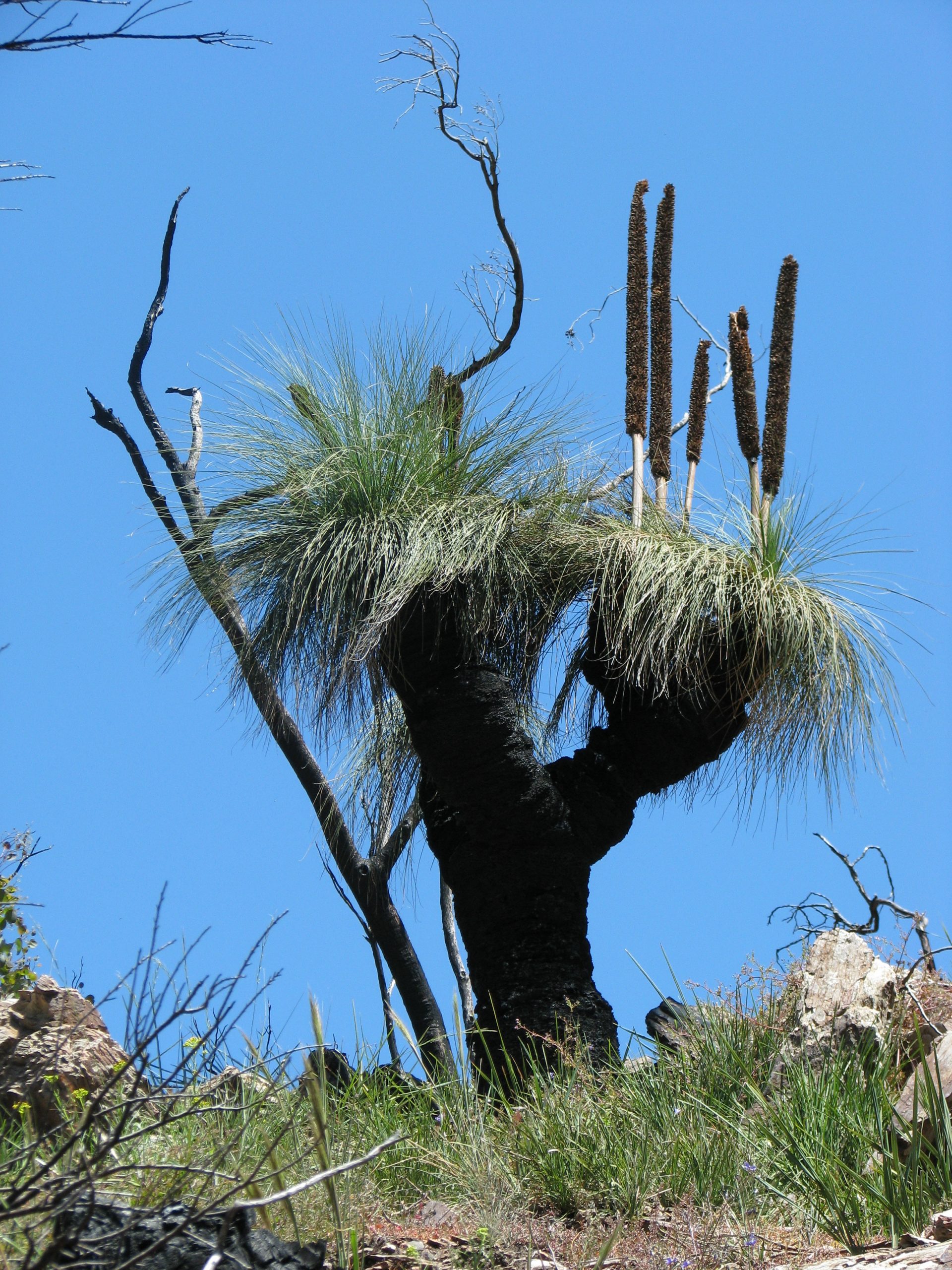 Austral Grass-tree