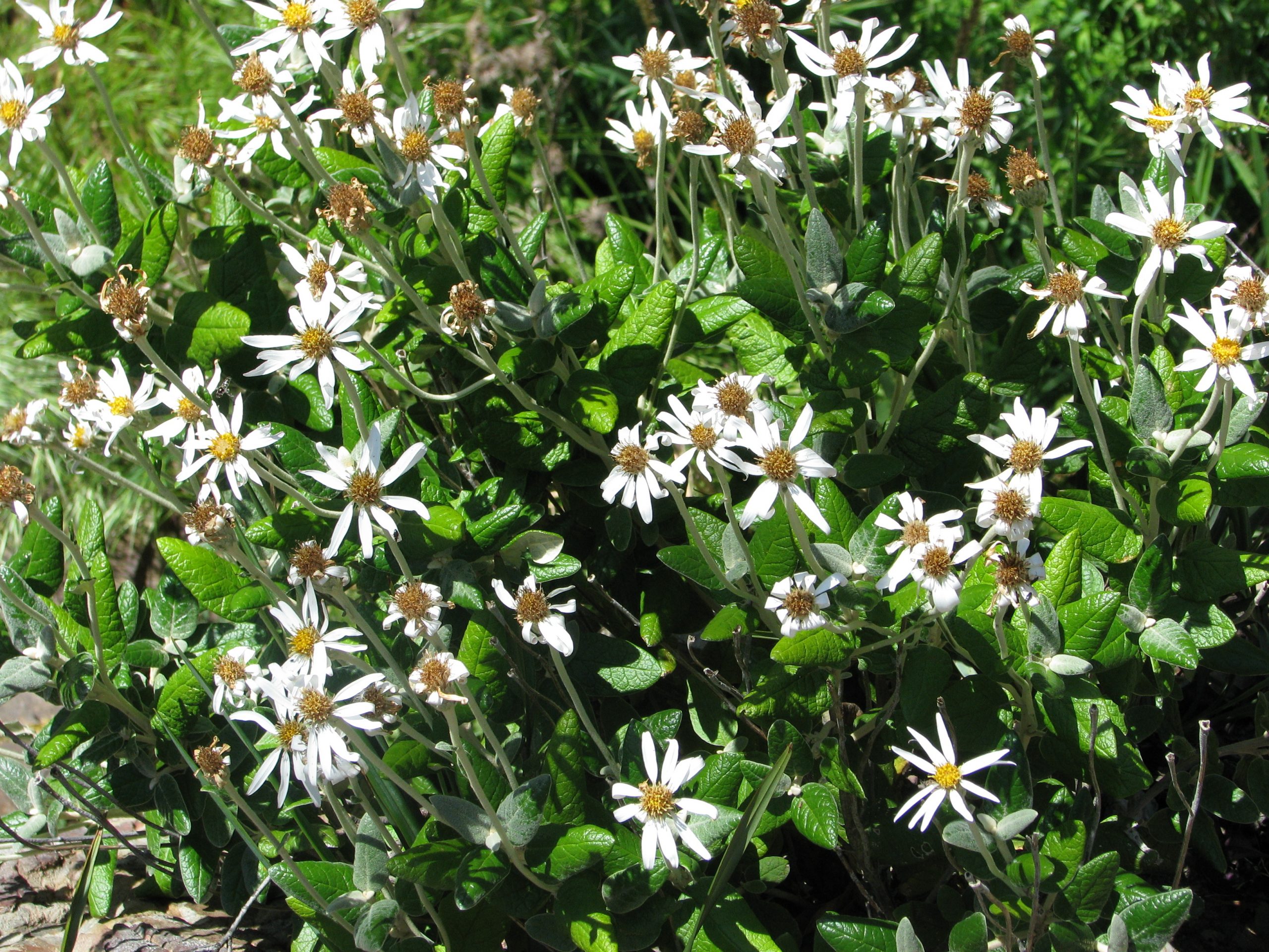 Velvet Daisy-bush
