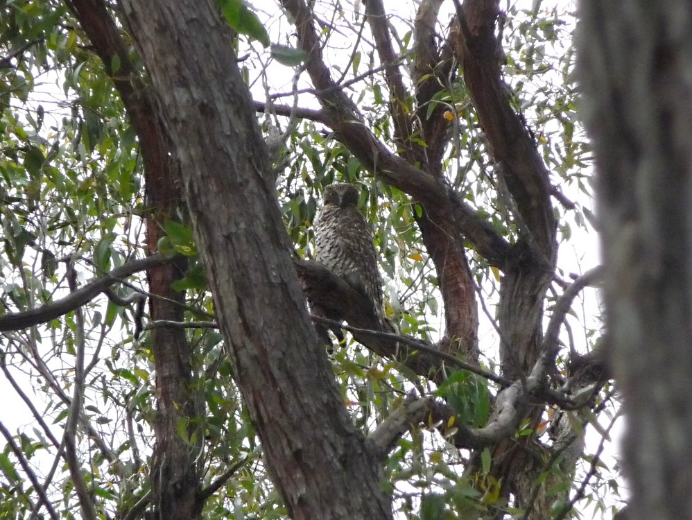 Powerful Owl with Ringtail