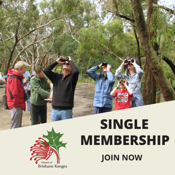 Membership Single